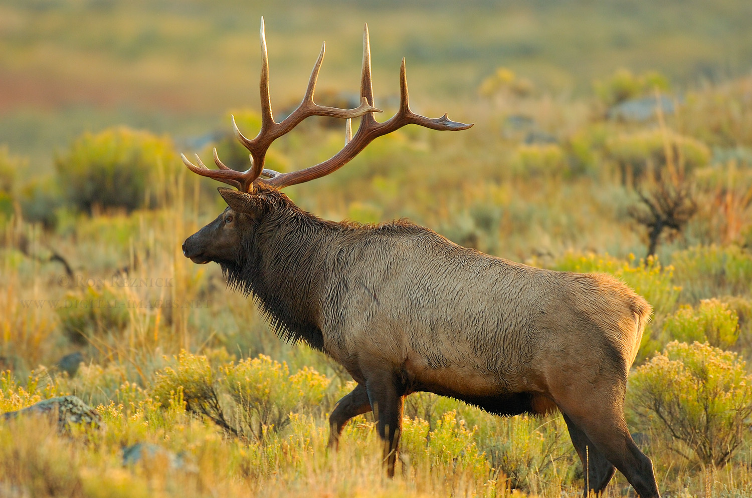 Pictures Of Elk
