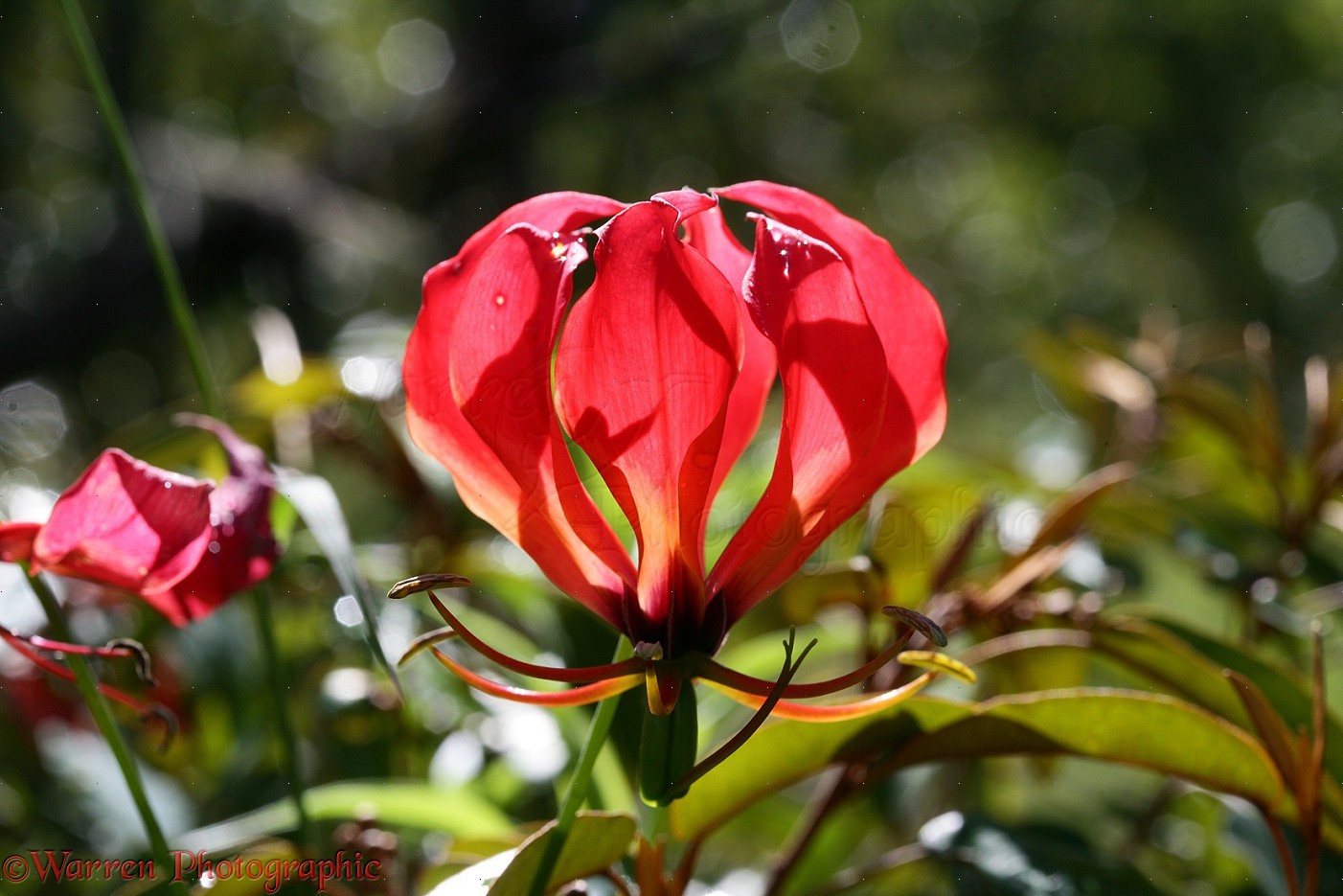 Pictures Of Flame Lily