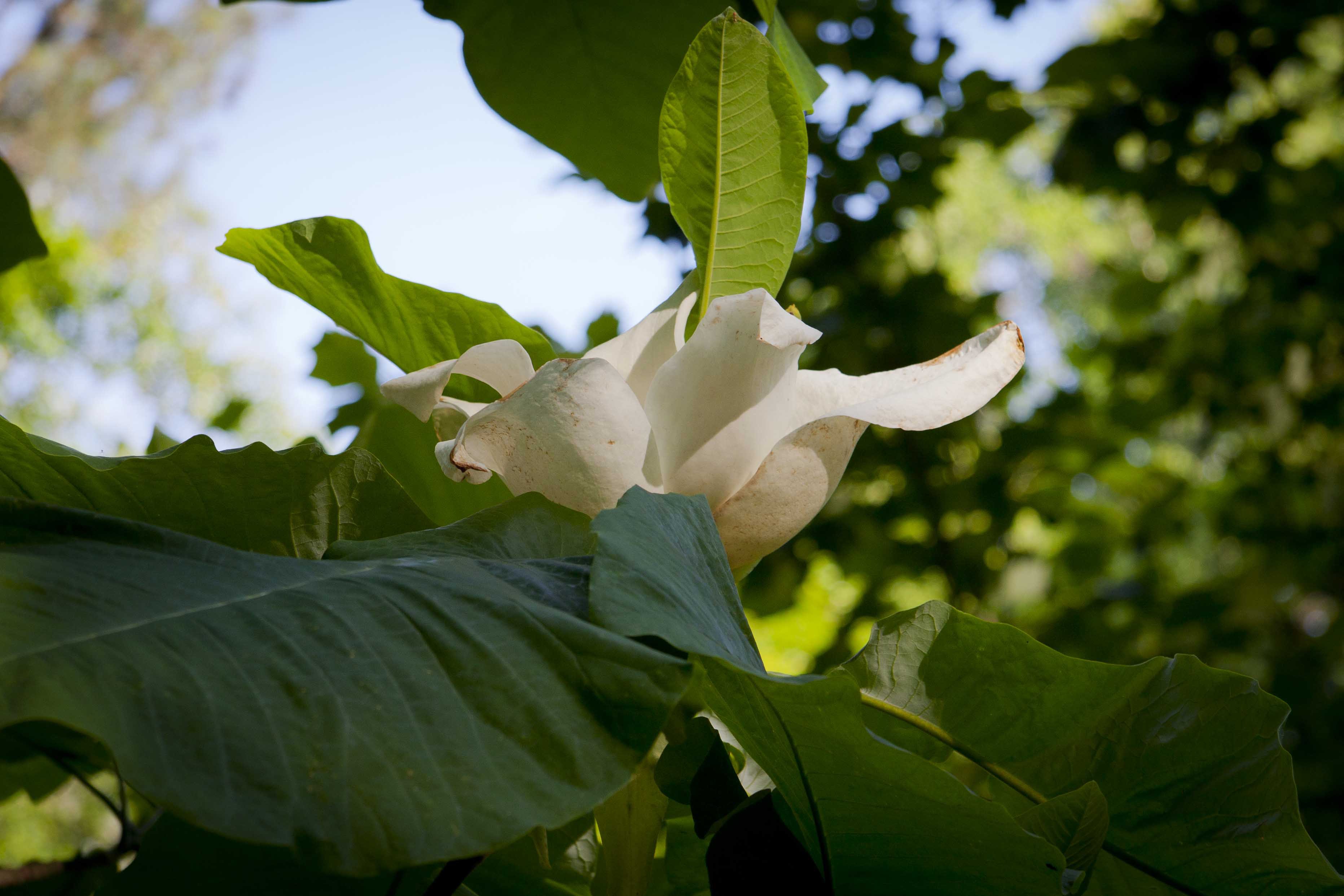Pictures Of Magnolia Macrophylla