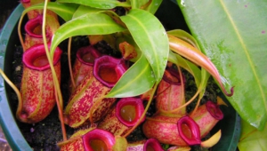 Pictures Of Nepenthes Tenax