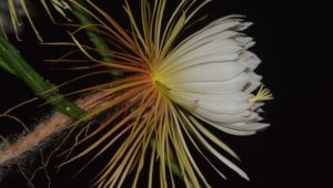 Pictures Of Night Blooming Cereus