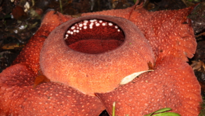 Pictures Of Rafflesia Arnold