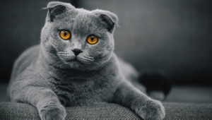 Pictures Of Scottish Fold Cat