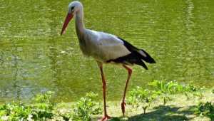 Pictures Of Stork