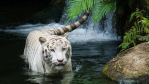 Pictures Of White Tiger