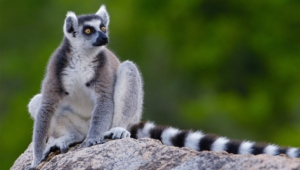 Pictures Of Lemur