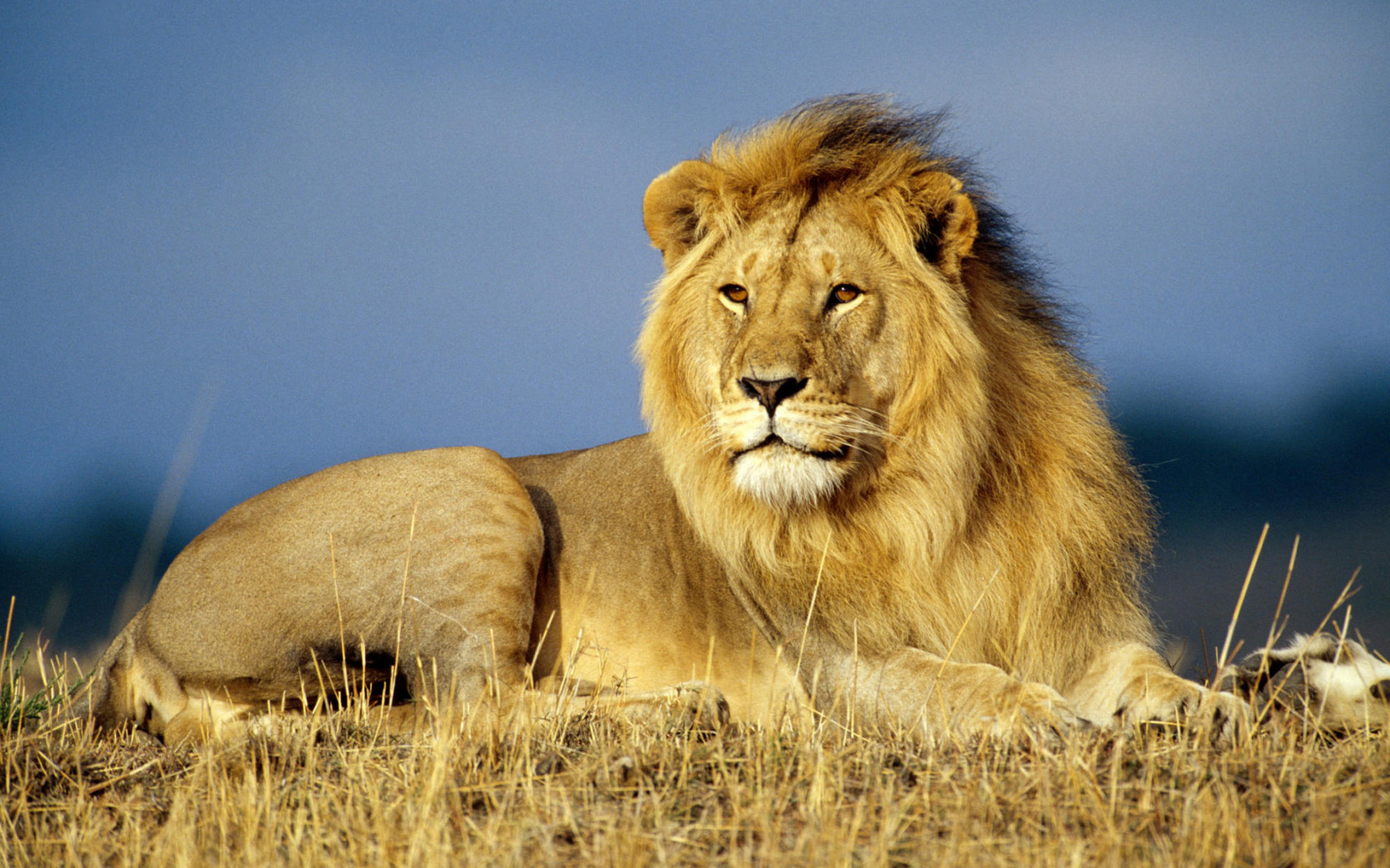 Pictures Of Lion