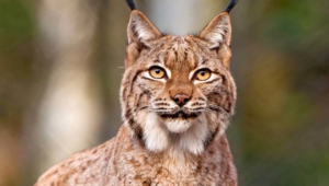 Pictures Of Lynx
