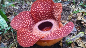 Rafflesia Arnold Photos