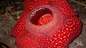 Rafflesia Arnold Pictures