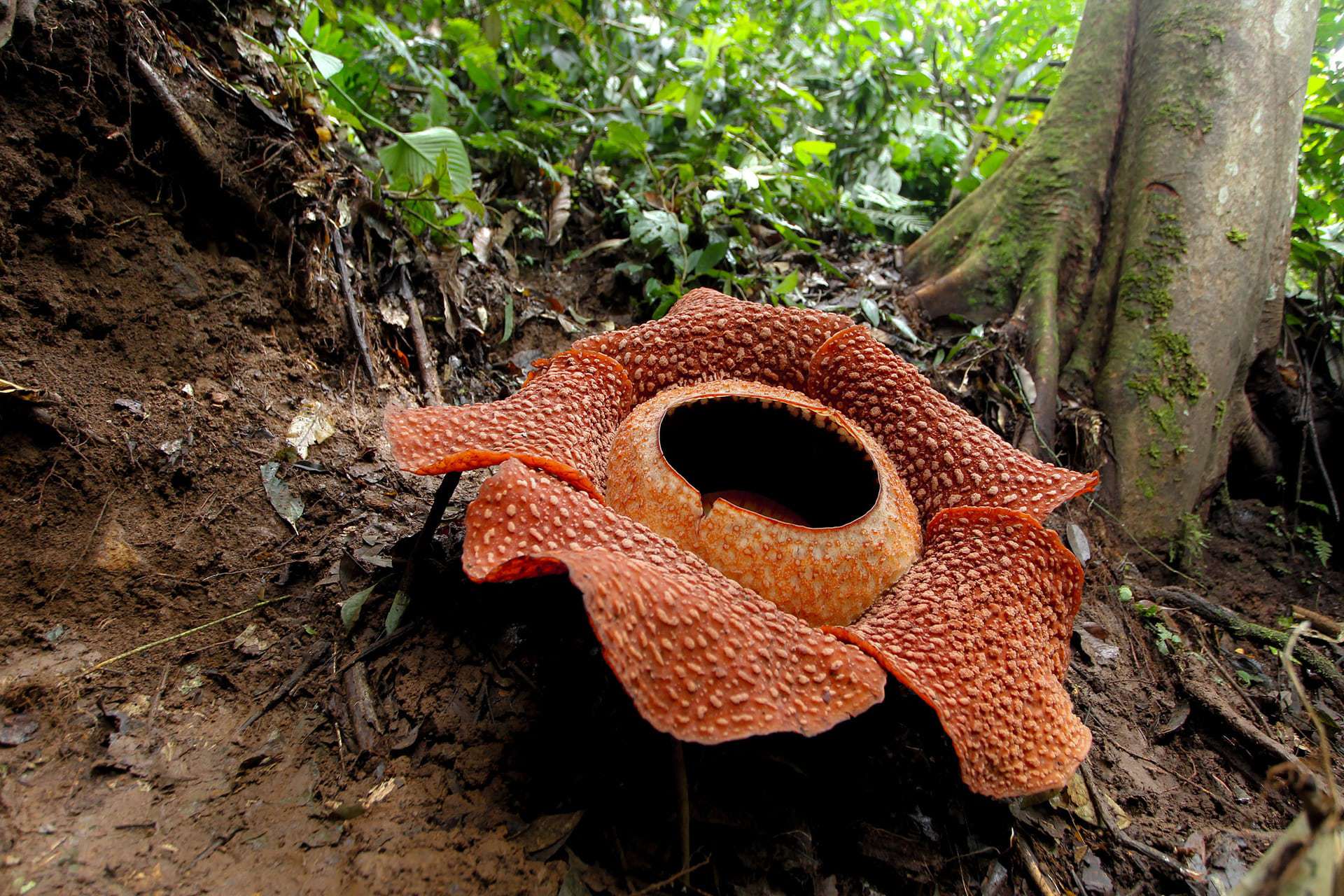 Rafflesia Arnold Wallpaper