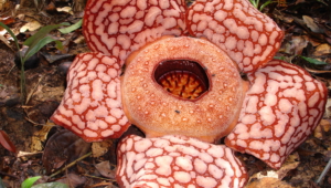 Rafflesia Arnold Wallpapers
