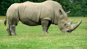 Rhinoceros Desktop For Iphone