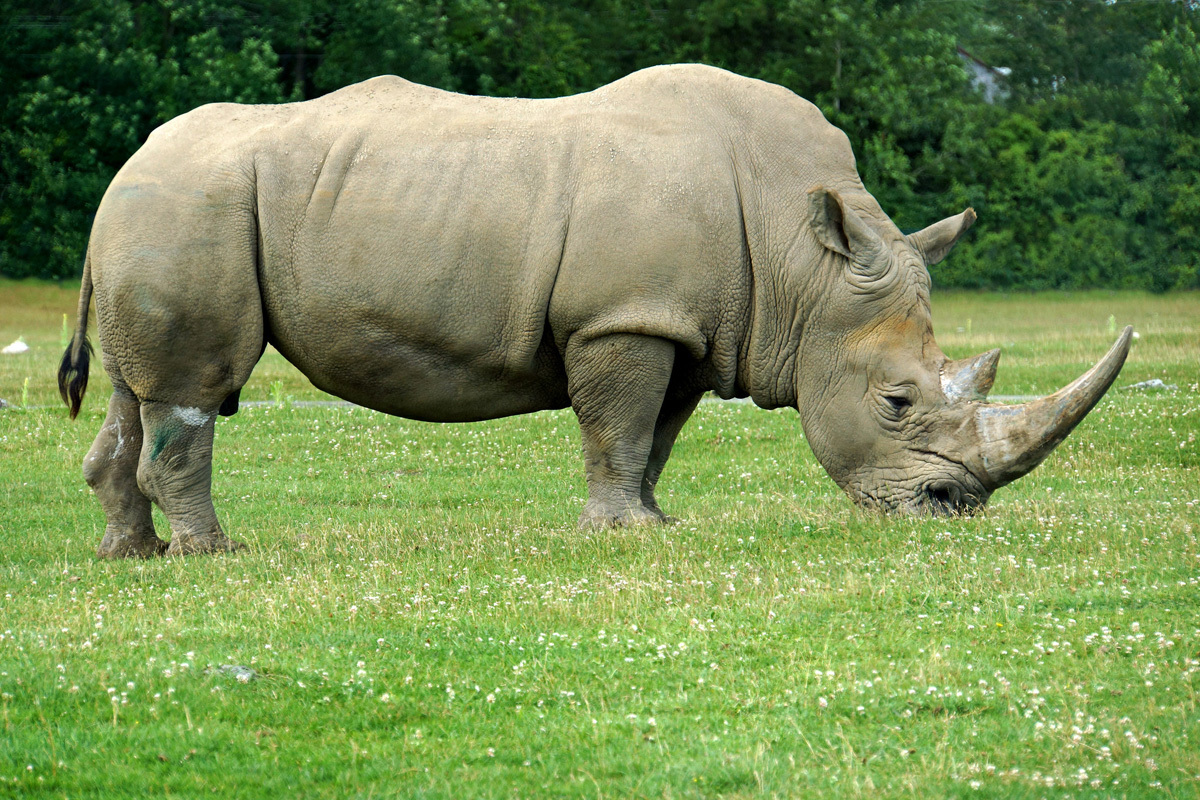 Rhinoceros Desktop For Iphone