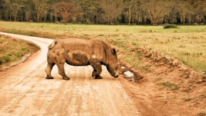 Rhinoceros HD Iphone