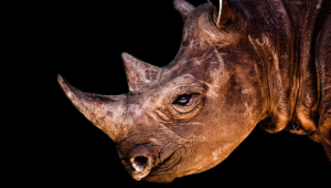 Rhinoceros Iphone Wallpapers