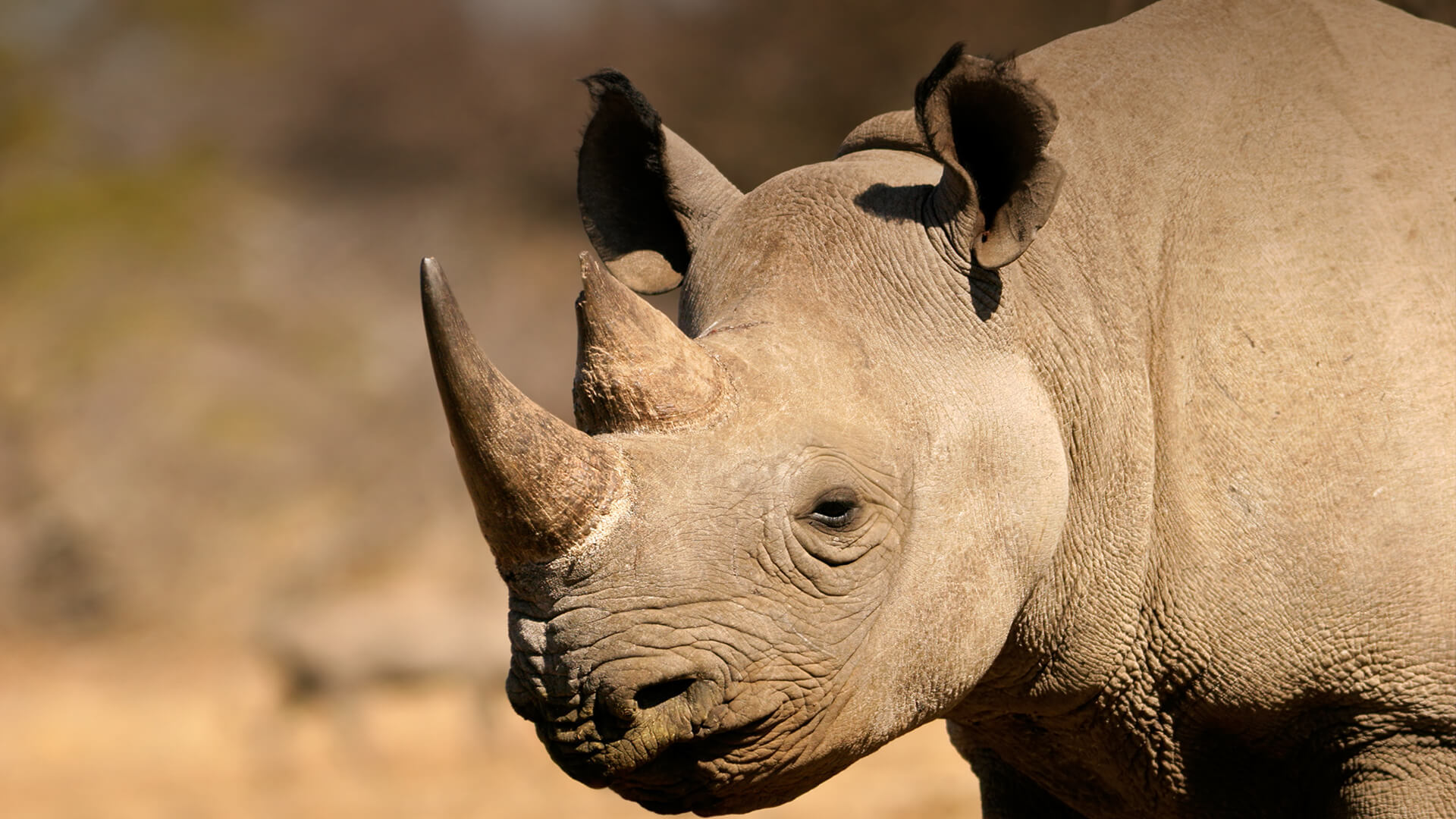 picture of a rhino