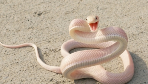 Snake Iphone HD Wallpaper