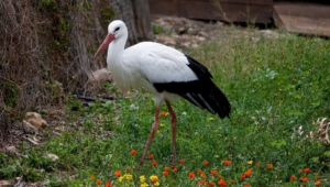 Stork Background