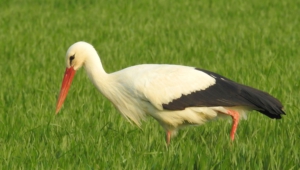 Stork Photos