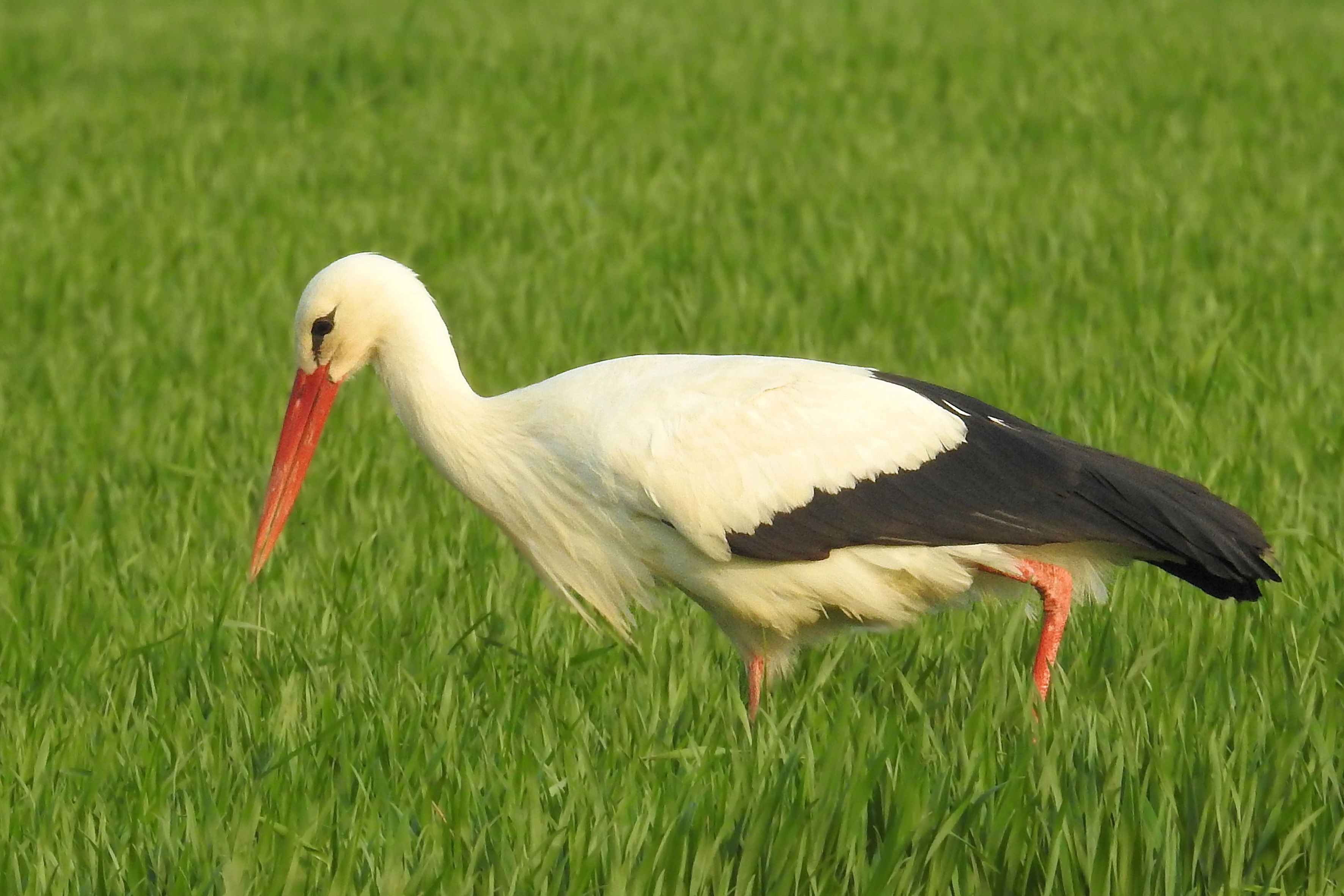 Stork Photos