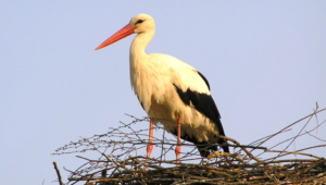 Stork Widescreen