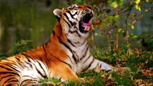 Tiger Free Download