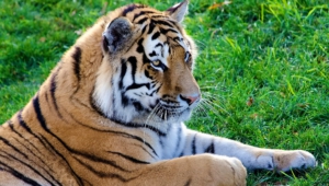 Tiger Pictures