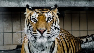Tiger Full HD
