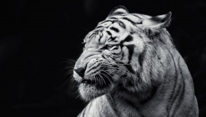 White Tiger Background