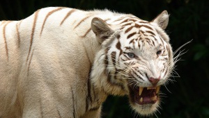 White Tiger HD Desktop