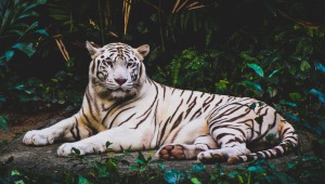 White Tiger High Definition Wallpapers