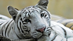 White Tiger High Quality Wallpapers