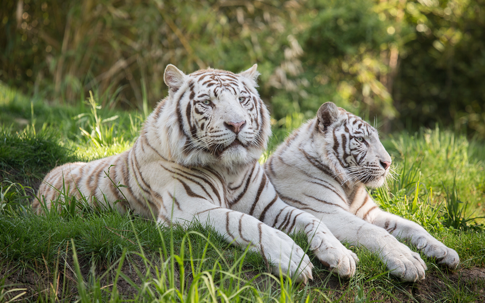 White Tiger Photos