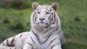 White Tiger Photos