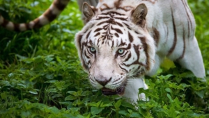 White Tiger Pictures