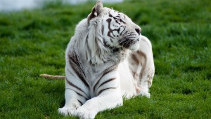 White Tiger Pictures