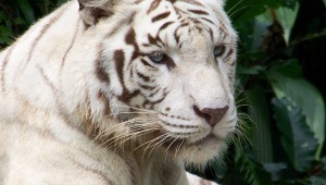 White Tiger Wallpaper