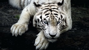 White Tiger Wallpapers