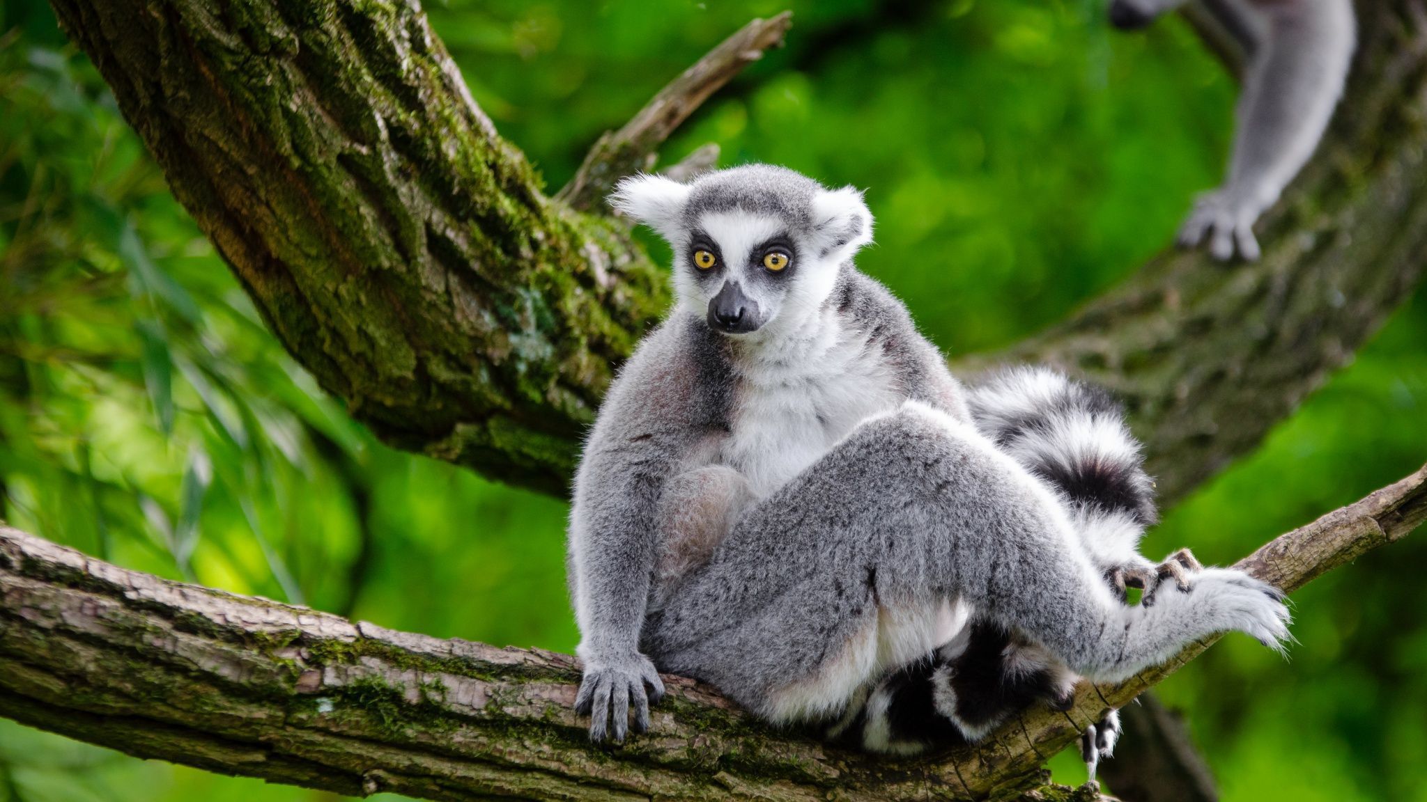 Lemur Images
