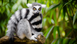 Lemur Pictures