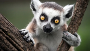 Lemur Widescreen