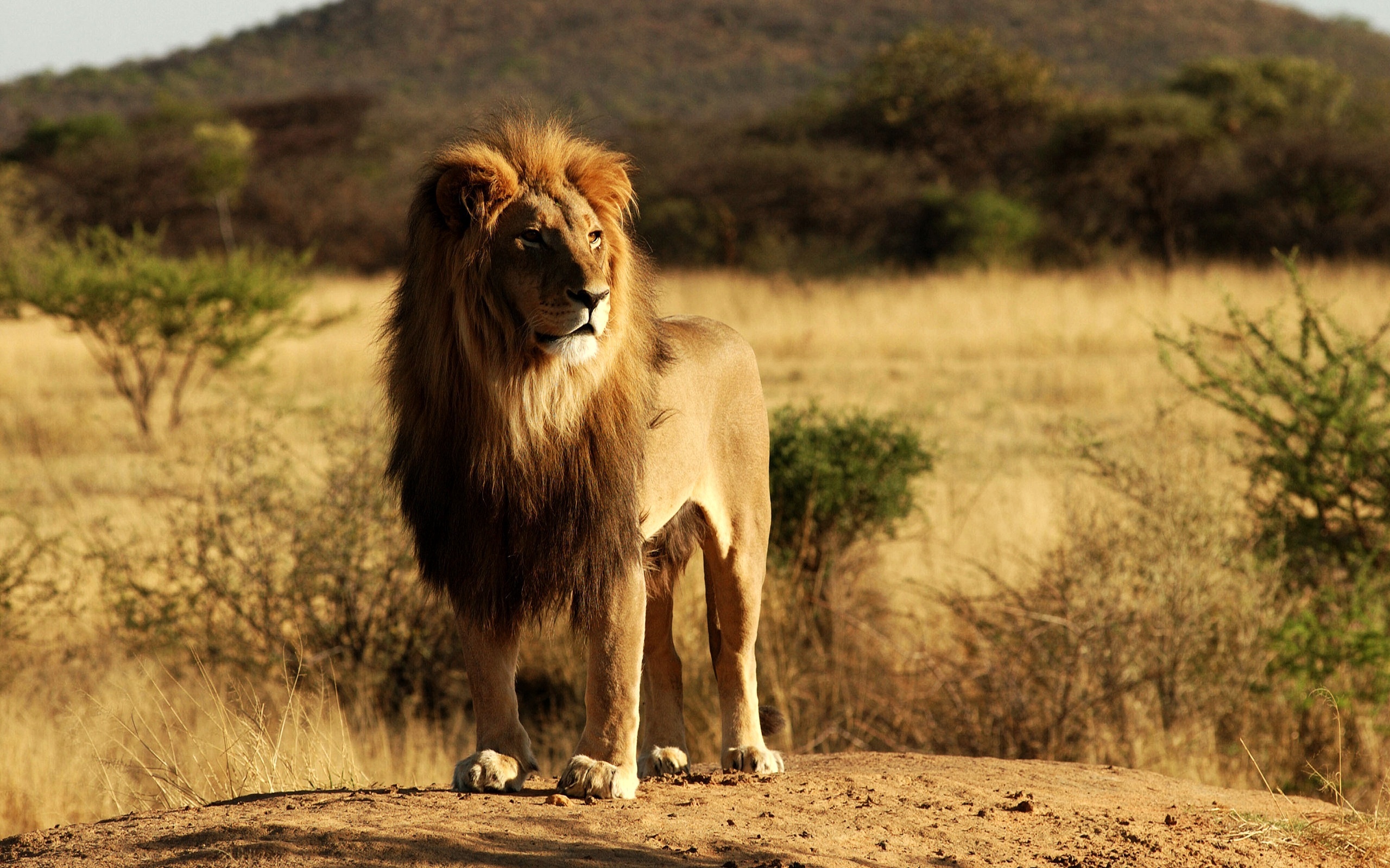 Lion Photos