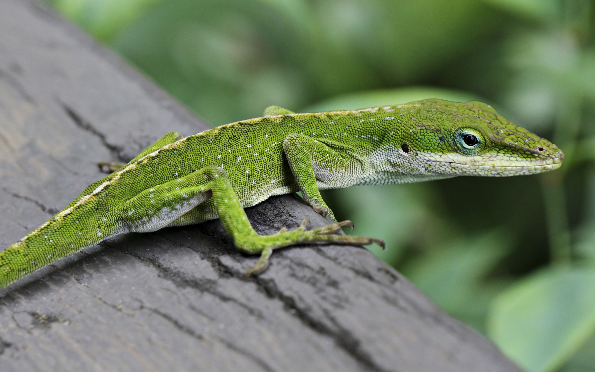 Lizard Wallpapers Images Photos Pictures Backgrounds