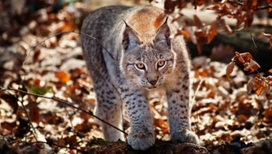 Lynx High Definition Wallpapers