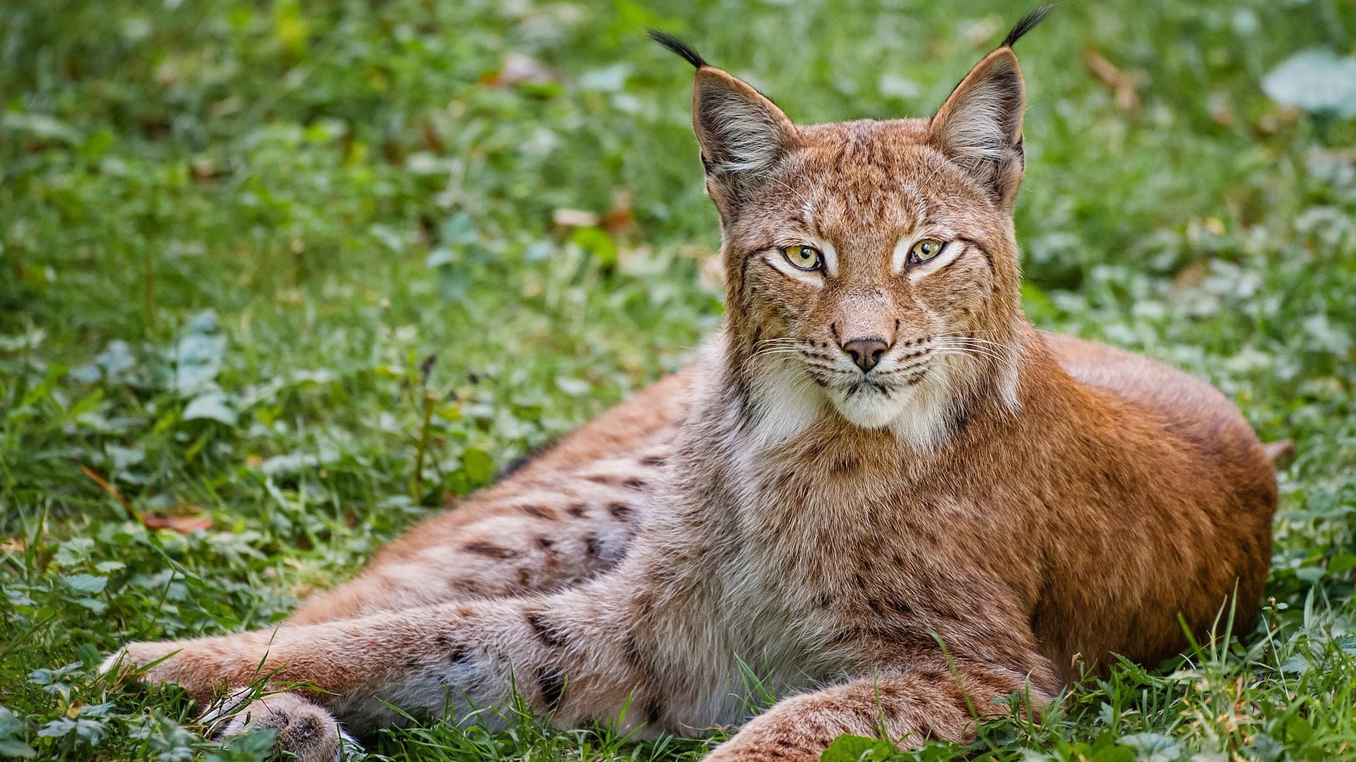 Lynx Photos