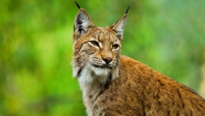 Lynx Pictures