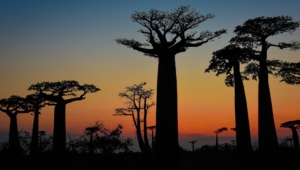 Baobab Download Free Backgrounds HD