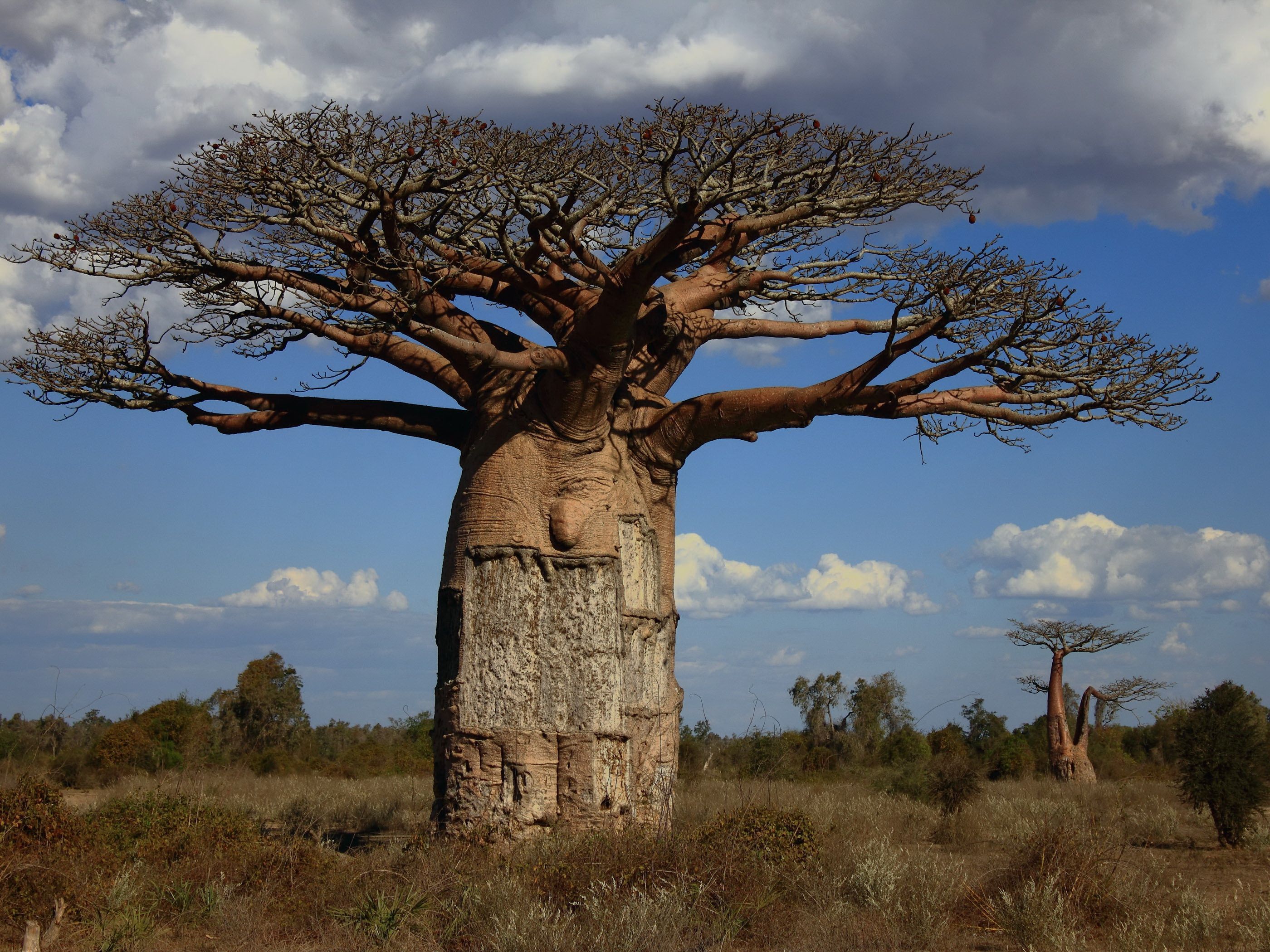 Baobab Wallpapers Images Photos Pictures Backgrounds