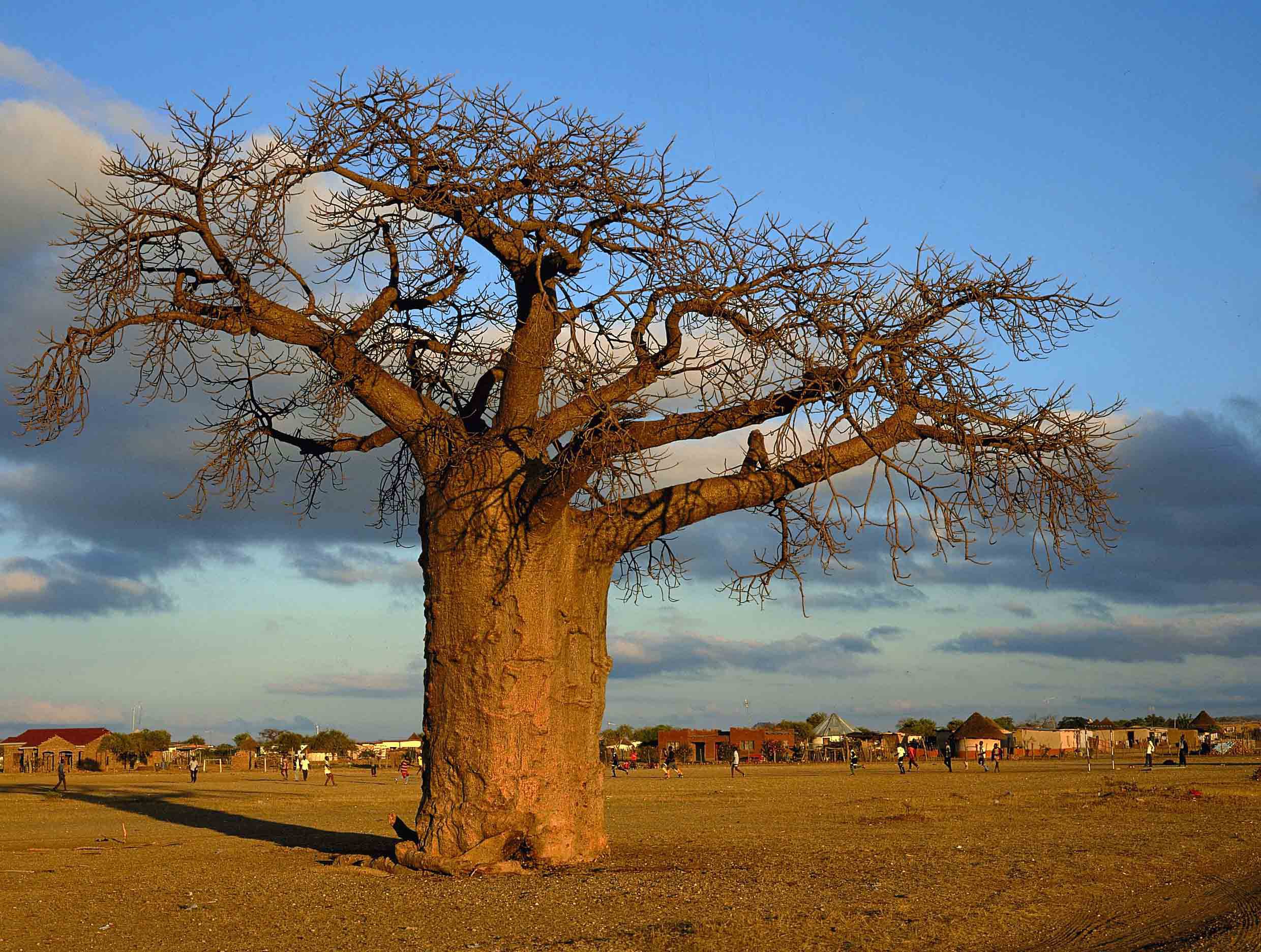 Baobab HD Background